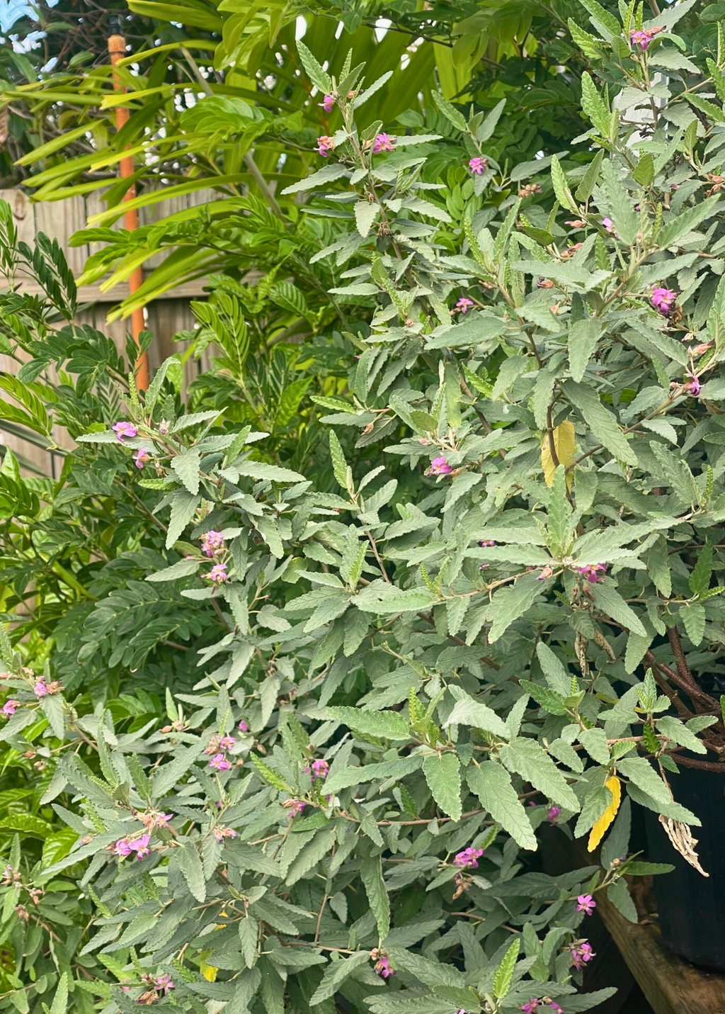 Florida Native Tea Duo: Yaupon Holly + Florida Native Tea Bush