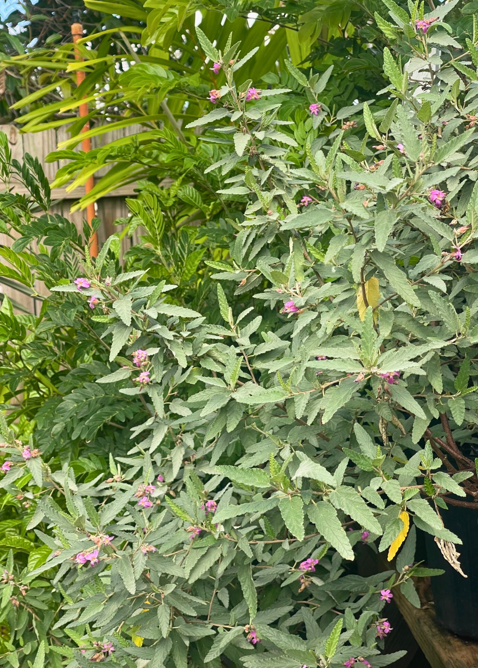 Florida Native Tea Duo: Yaupon Holly + Florida Native Tea Bush
