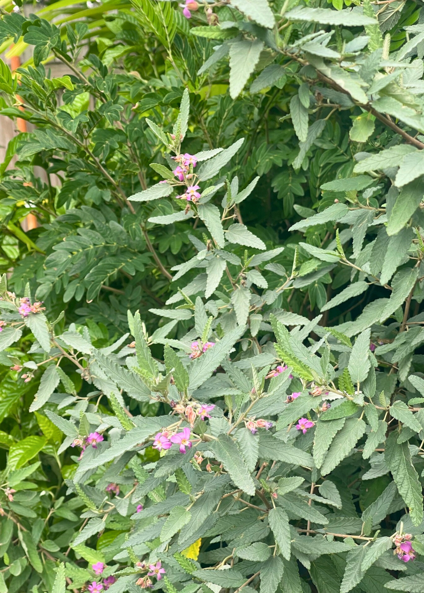 Florida Native Tea Duo: Yaupon Holly + Florida Native Tea Bush