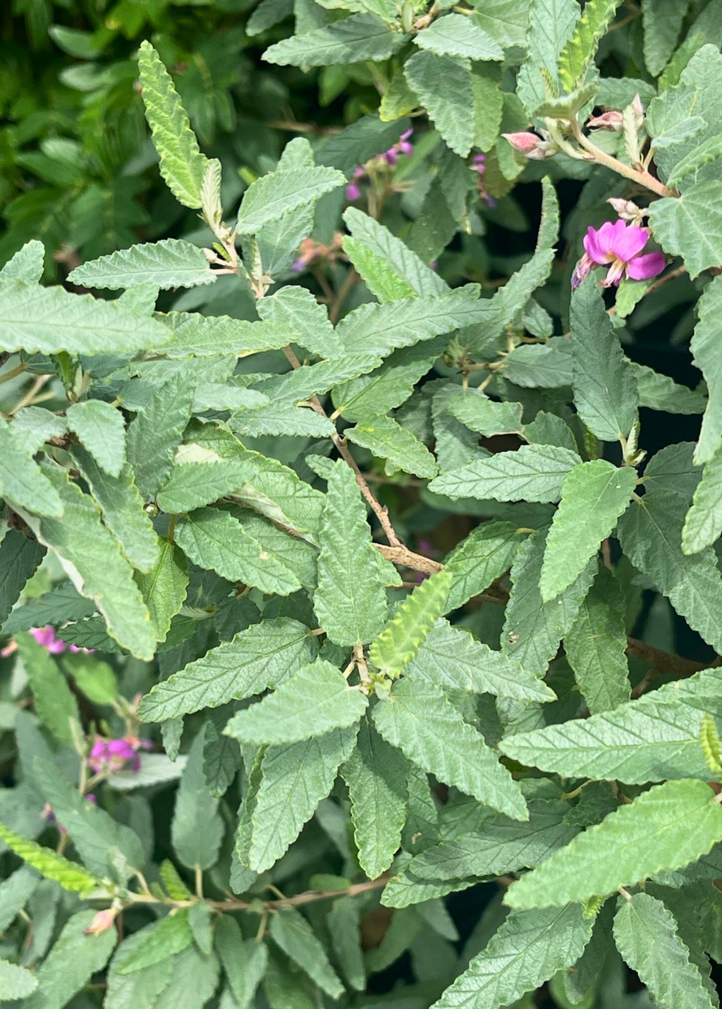 Florida Native Tea Duo: Yaupon Holly + Florida Native Tea Bush