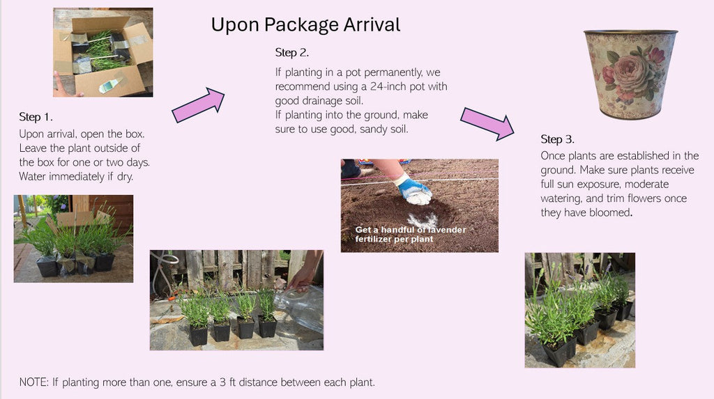 Live Provence Lavender Plant (Lavandula × intermedia)