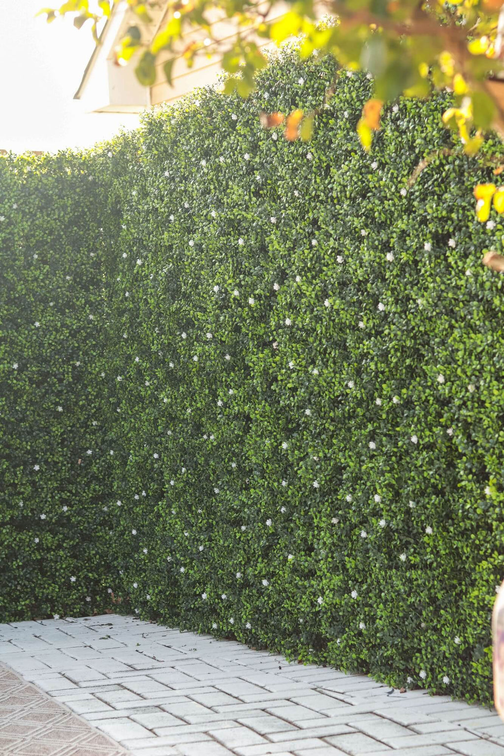 Sample Panel – White Flowering Boxwood Green Wall (Small Sample)