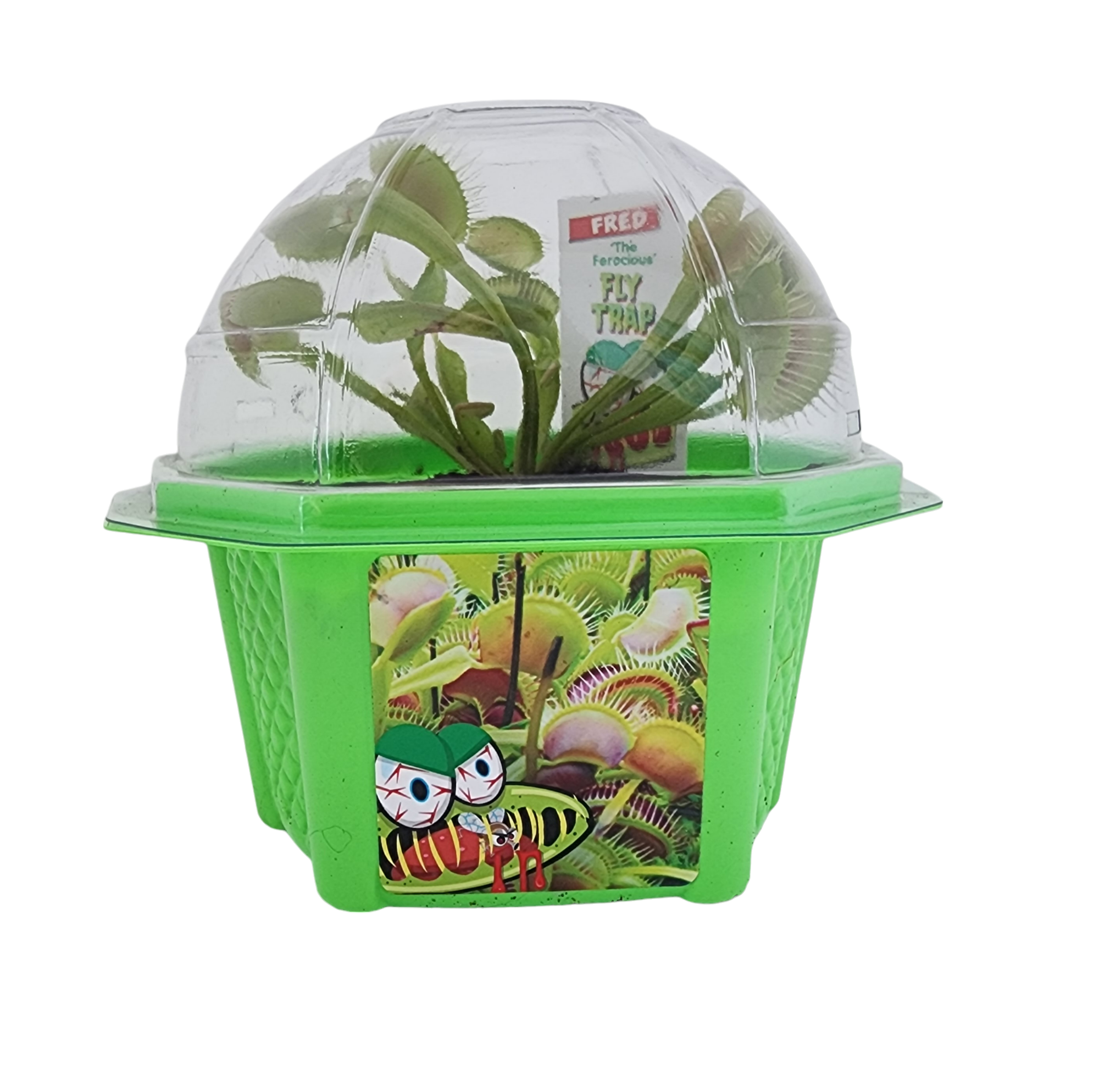 Fred 'The Ferocious' Flytrap Micro Dome Terrarium