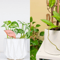 Folia™ - Wooden plant tags - Leaf-shaped plant labels