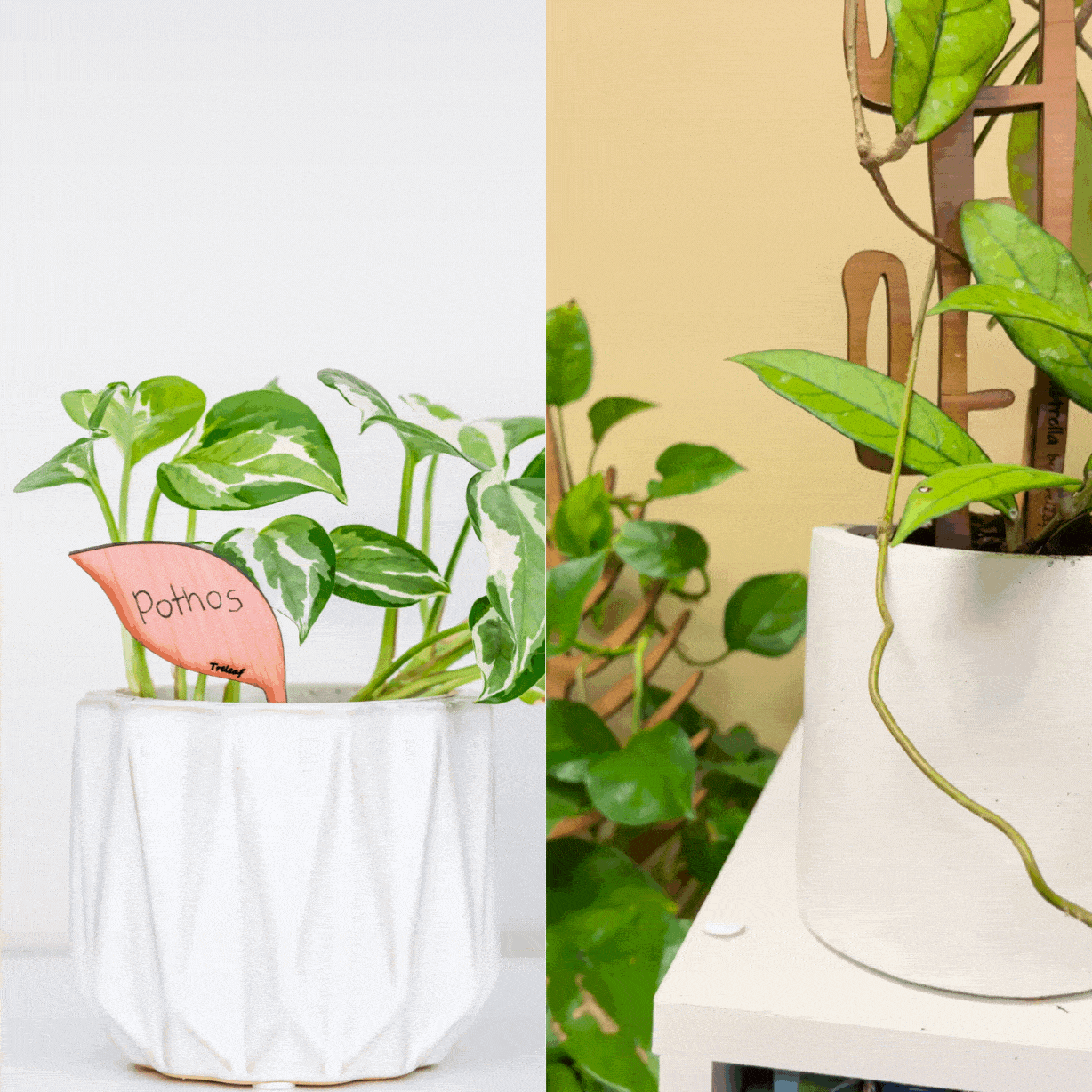 Folia™ - Wooden plant tags - Leaf-shaped plant labels