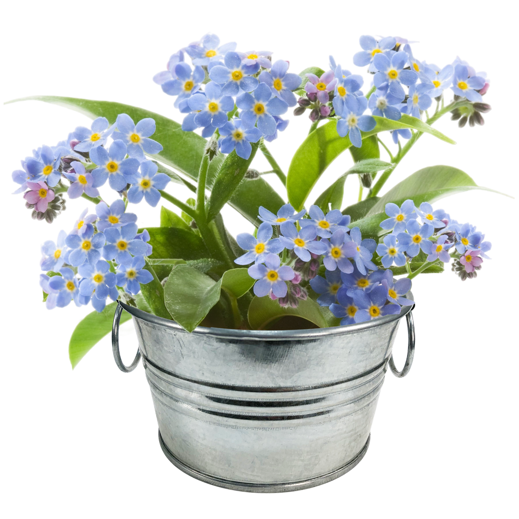 Flowering Tin Garden Variety Pack - 1 Each of 3 Varieties