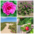50 Pink BEACH ROSE aka Seaside or Sand Rose, Beach Tomato Rosa Rugosa Huge Red Hips Flower Seeds