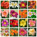 10 MIXED COLORS DAYLILY Hemerocallis Day Lily Fine Mix Red Purple Flower Seeds