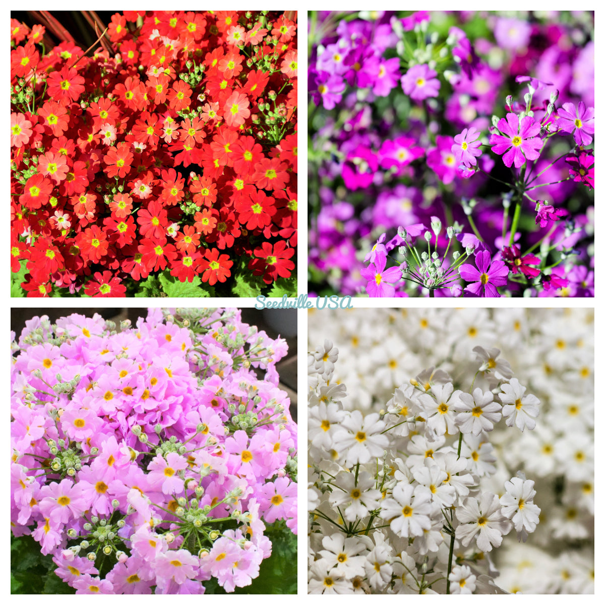 100 Mixed Colors FAIRY PRIMROSE Primula Malacoides Red Pink Purple Whi ...