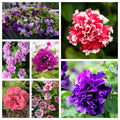 20 DOUBLE MIX PETUNIA Floribunda Red Pink Purple Flower Seeds