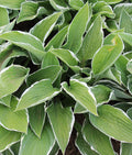 Francee Hosta - 3 root divisions