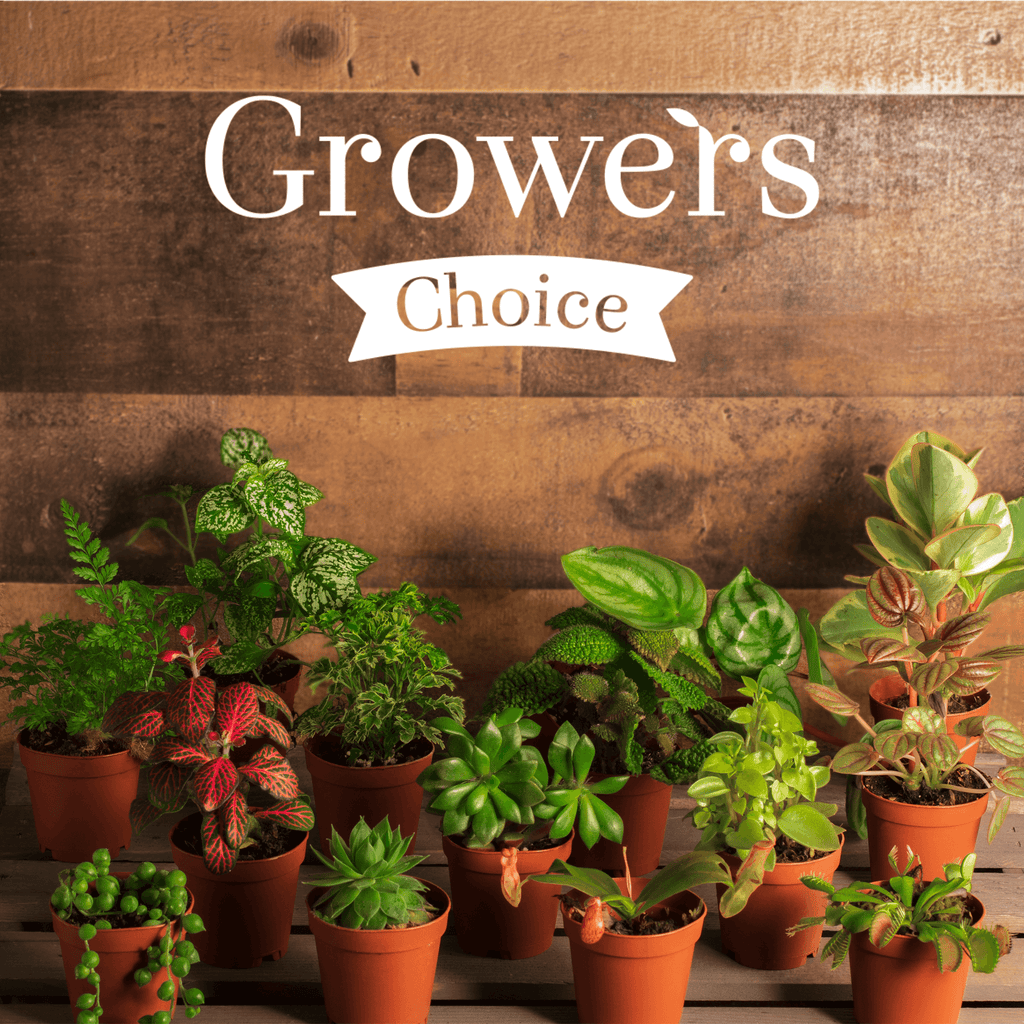 Grower's Choice Mystery Plant 4" Nursery Pot