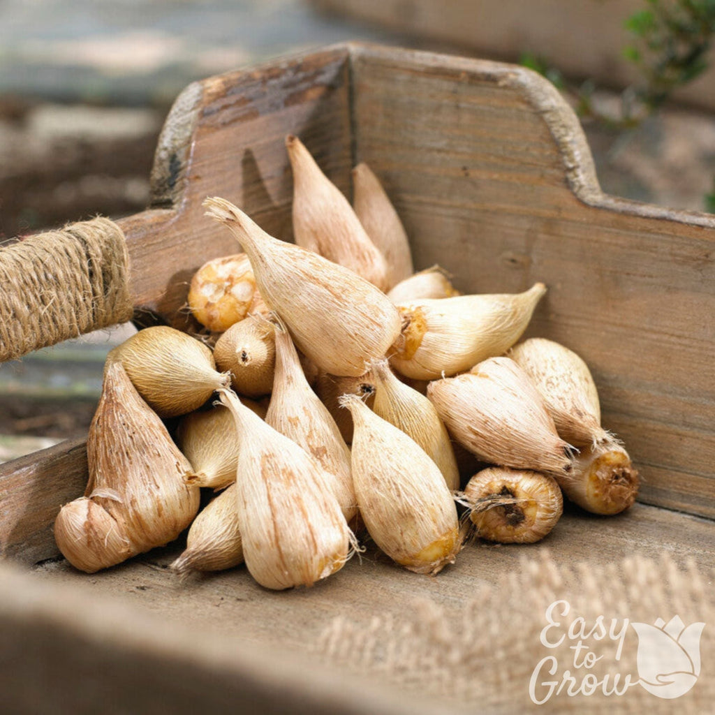 Freesia - Double Yellow