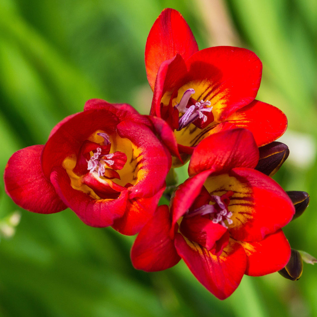 Freesia - Doubles Mix