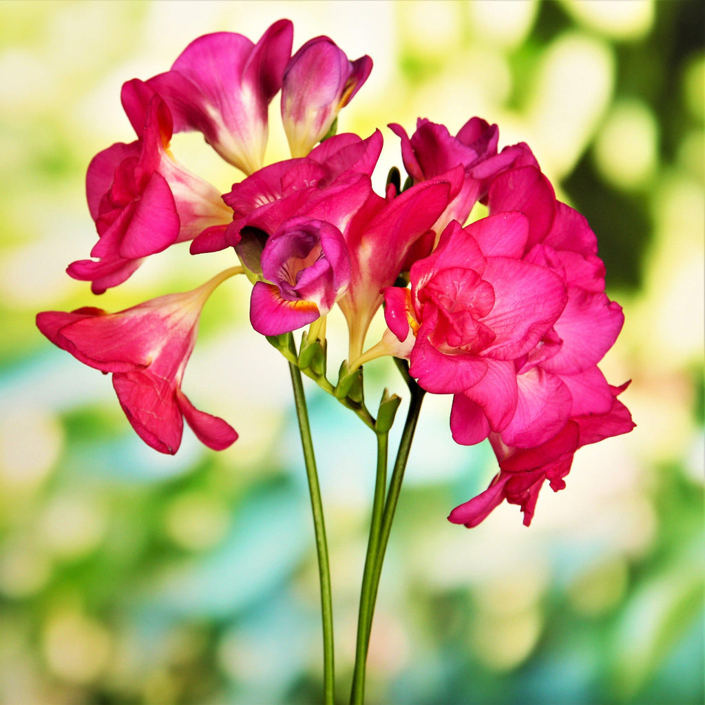 Freesia - Doubles Mix