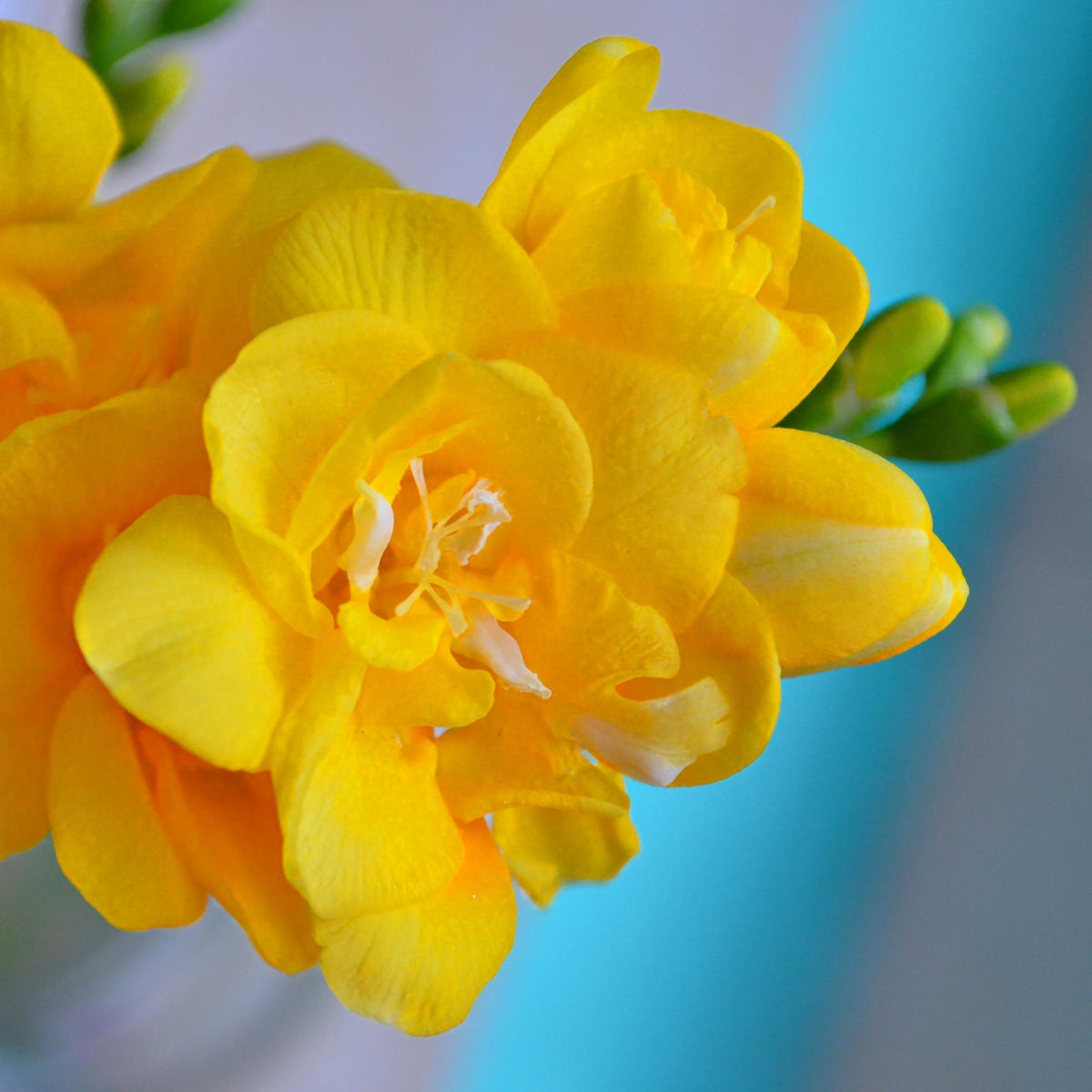 Freesia - Double Yellow