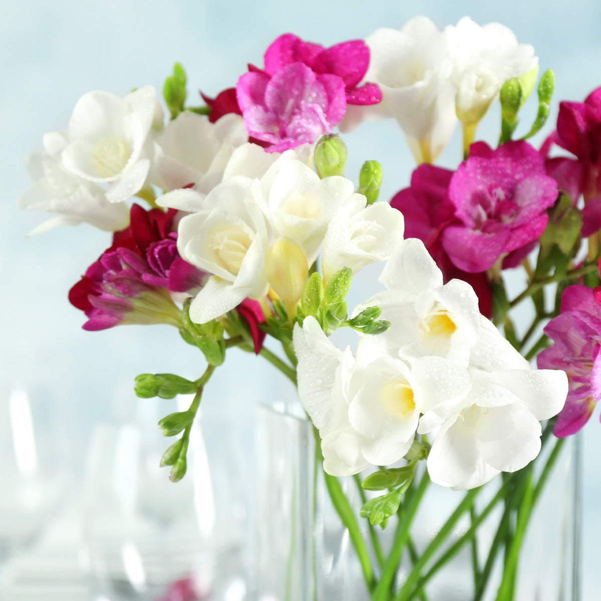 Freesia - Romance Collection