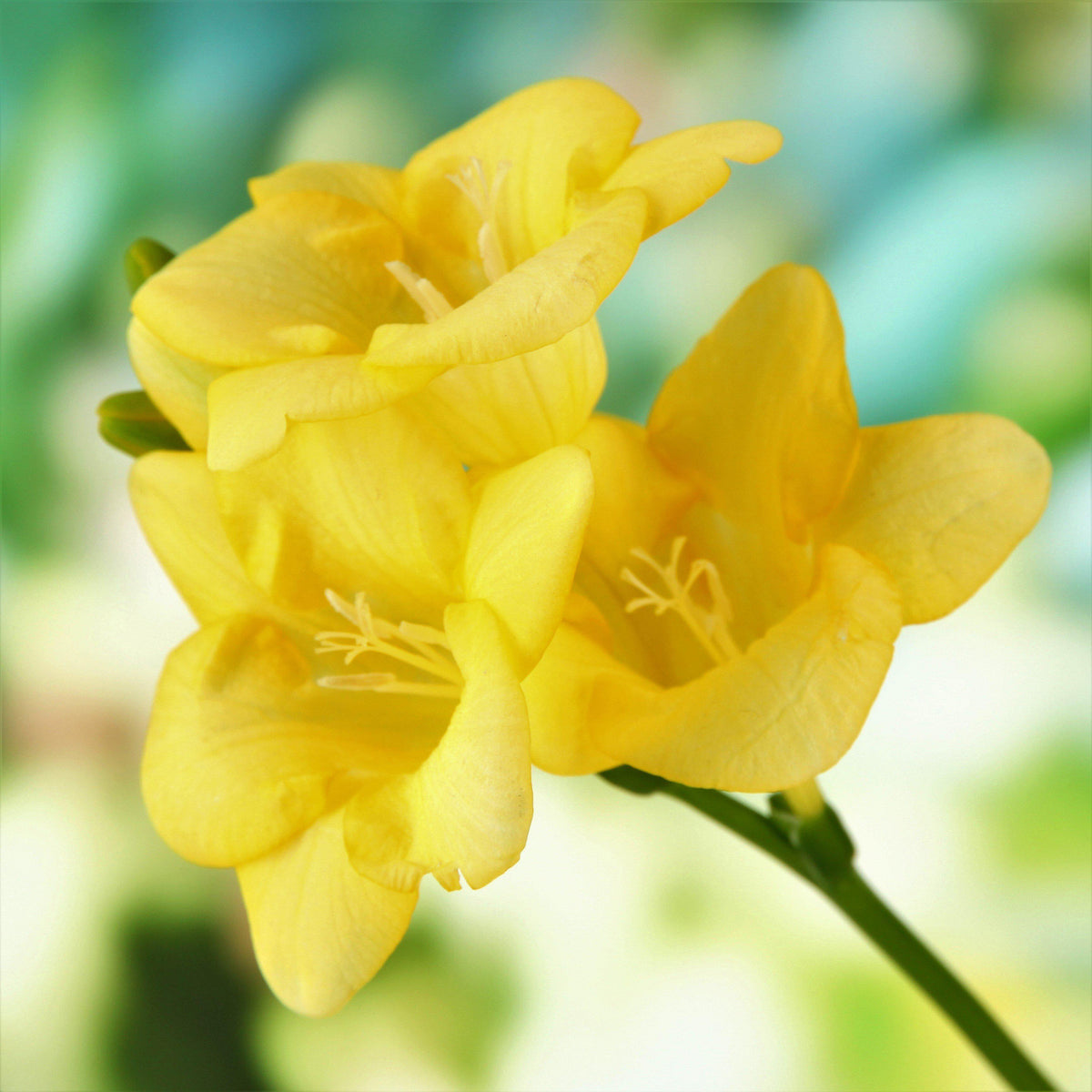 Freesia - Fire & Ice Collection