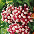 500 French Breakfast Radish - Non-GMO Heirloom Radish - FAST and EASY!