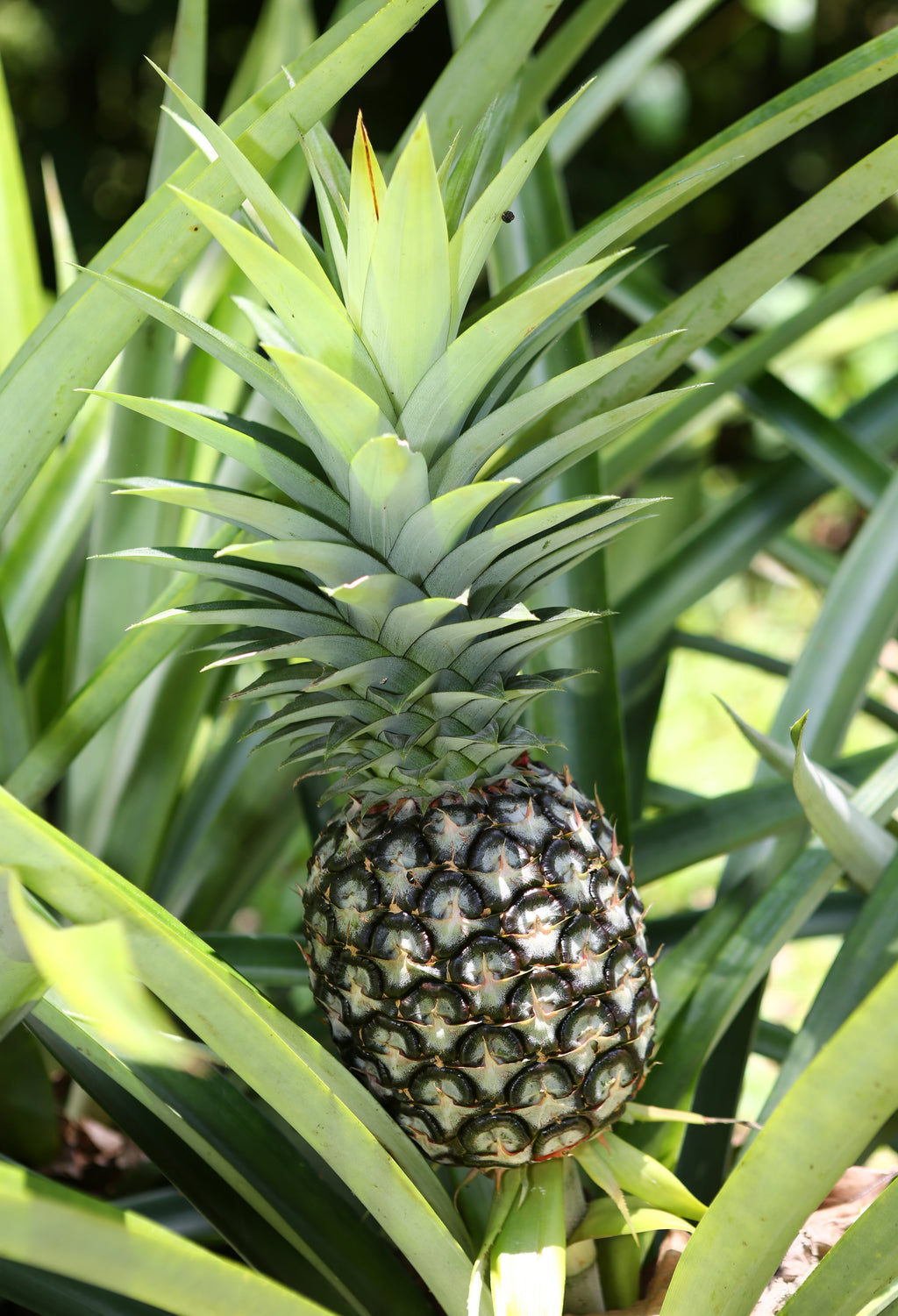 Pineapple Bundle: 'White Jade', 'Variegated Juicy', & 'Elite Gold'