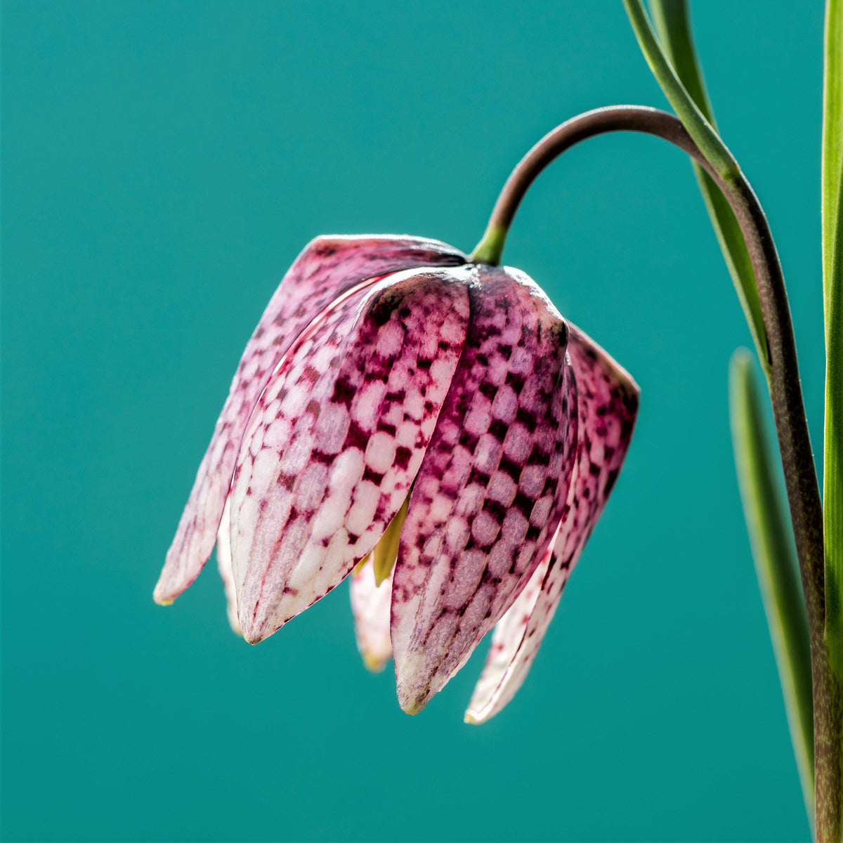 Fritillaria - Checkered Lily Meleagris