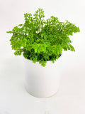 Frosted Tip Fern Selaginella Kraussiana