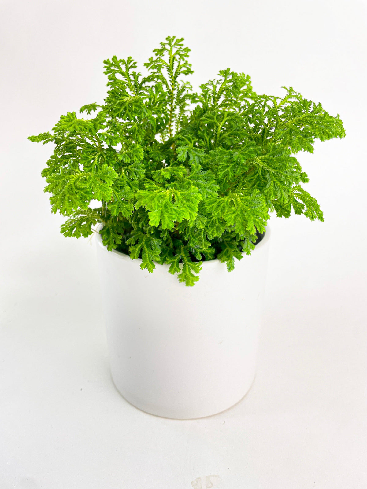 Frosted Tip Fern Selaginella Kraussiana
