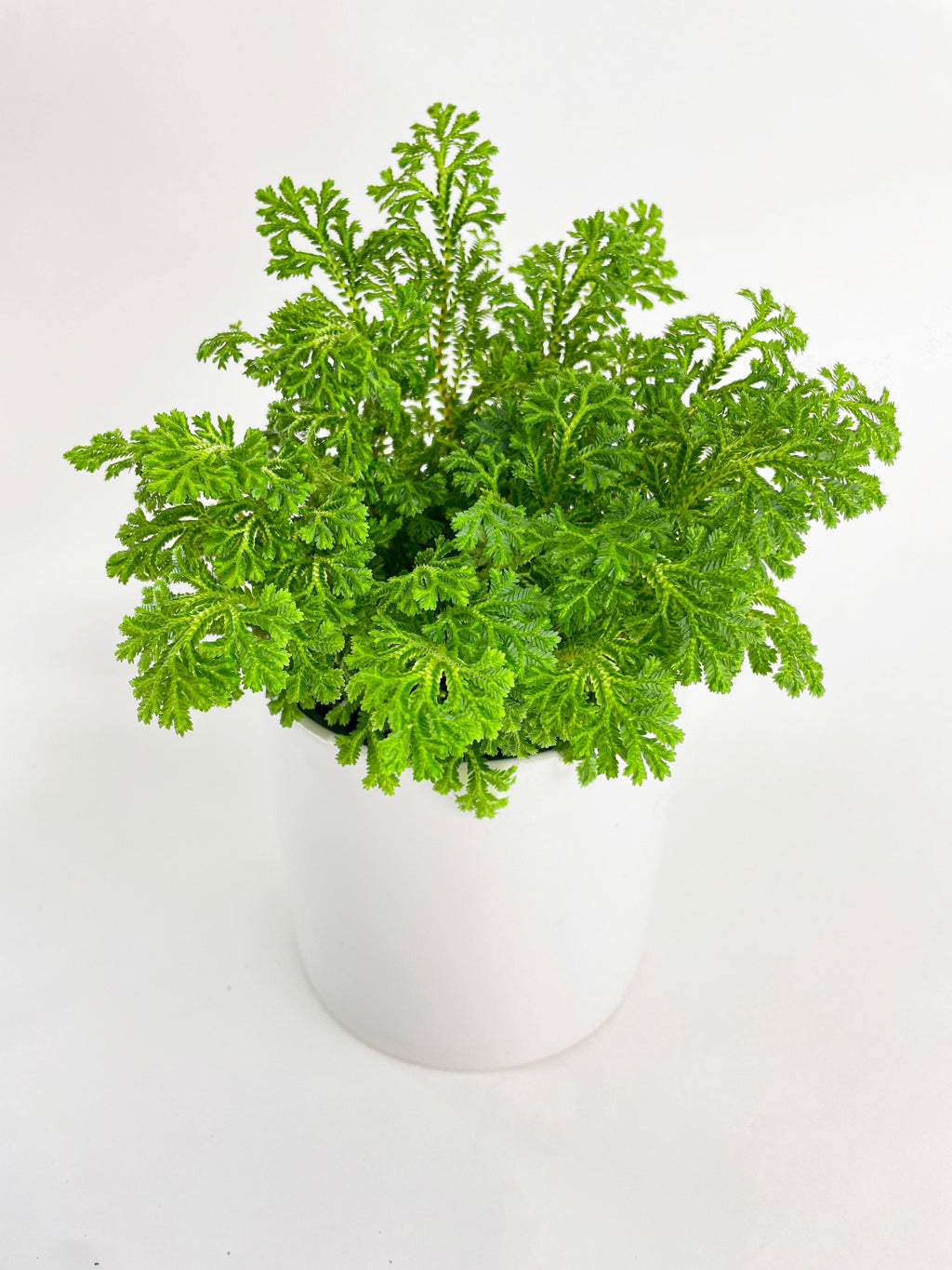 Frosted Tip Fern Selaginella Kraussiana