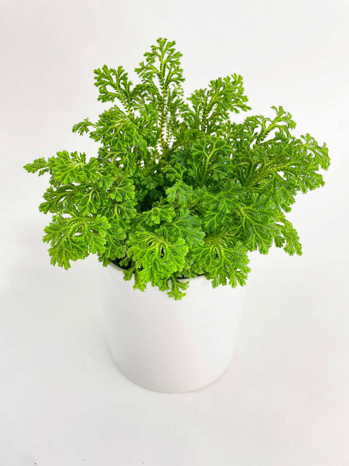 Frosted Tip Fern Selaginella Kraussiana