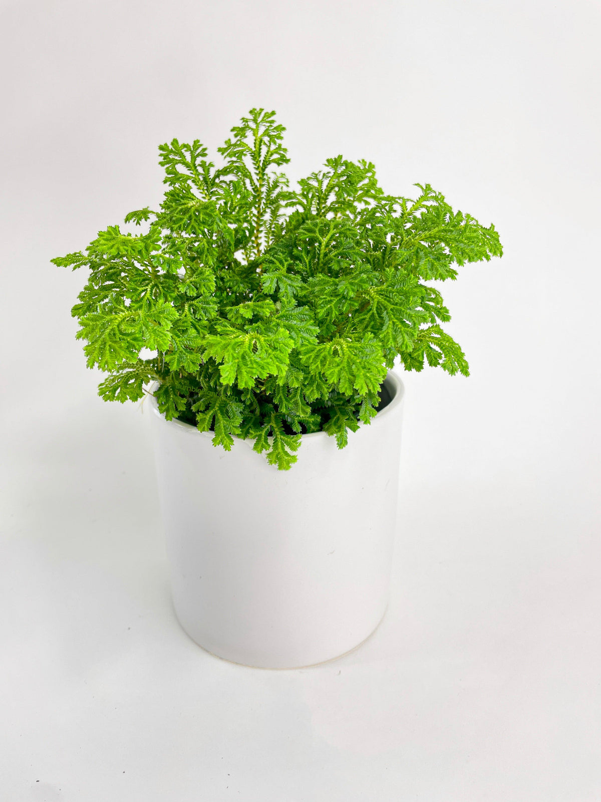 Frosted Tip Fern Selaginella Kraussiana