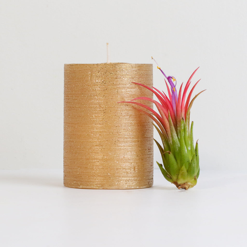 Tillandsia Ionantha Fuego Air Plant