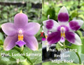 Phalaenopsis (Lucien Samera x Vinh Long Red Sun)