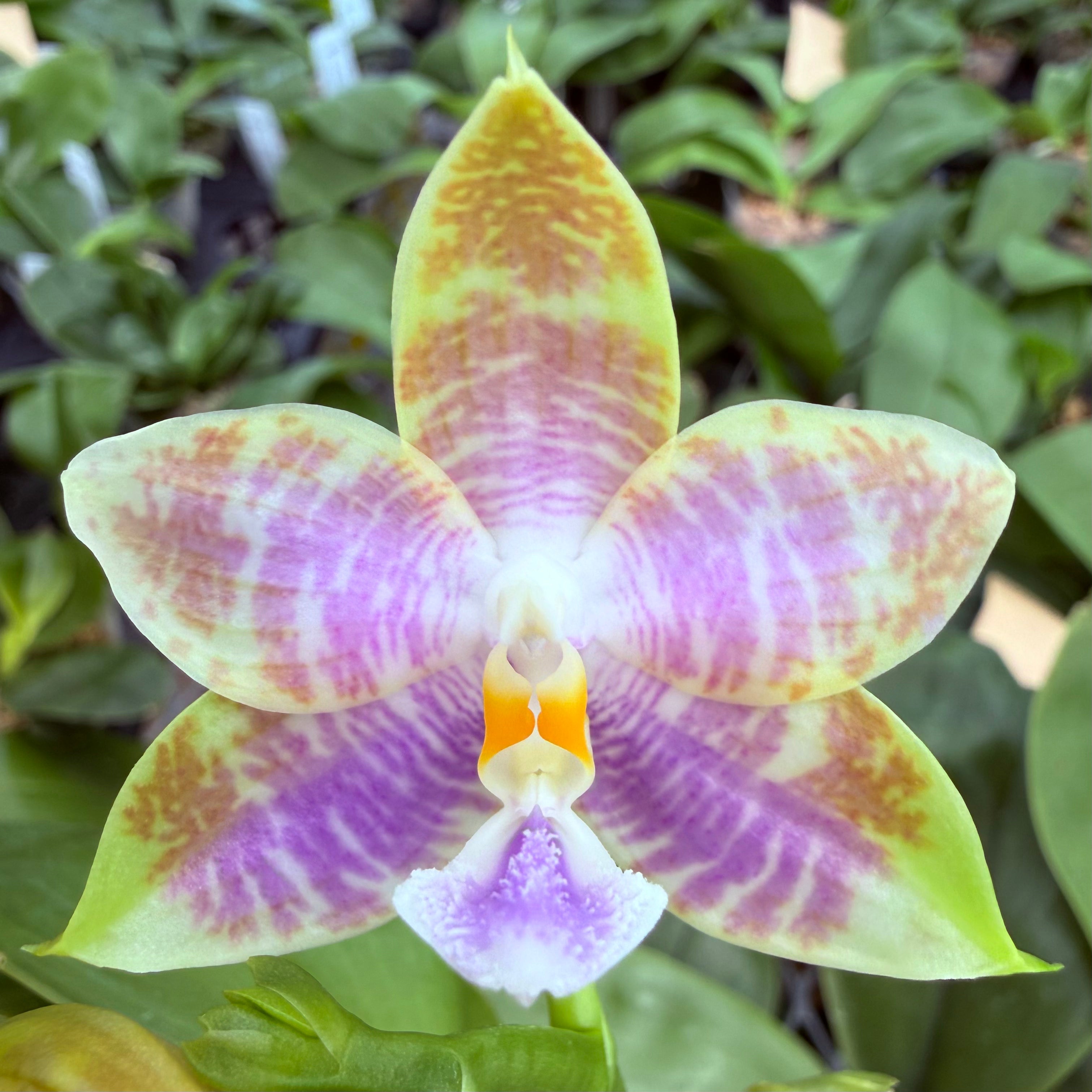 Phalaenopsis Mainshow Jennifer