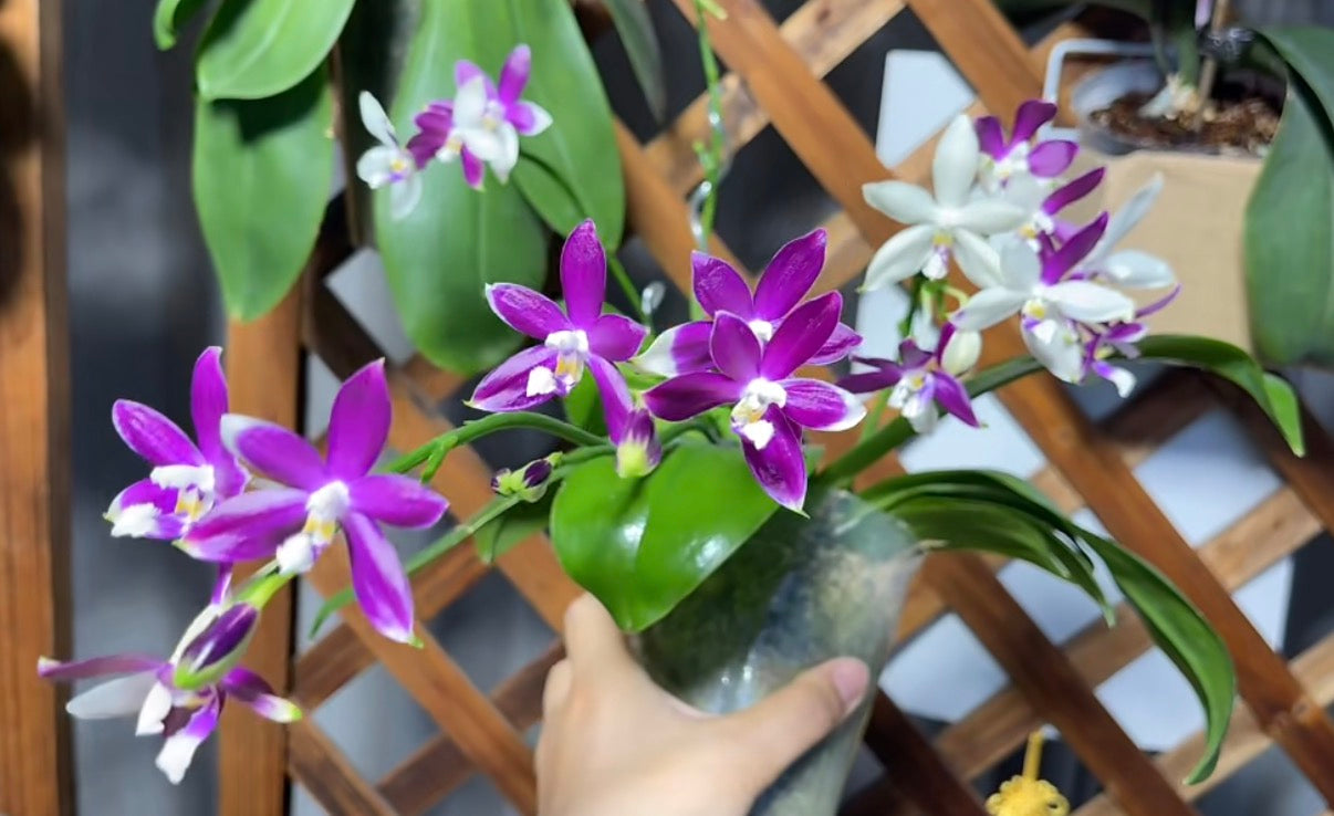 Phalaenopsis Lioulin Blue Jenny ‘Blue Dragonfly’