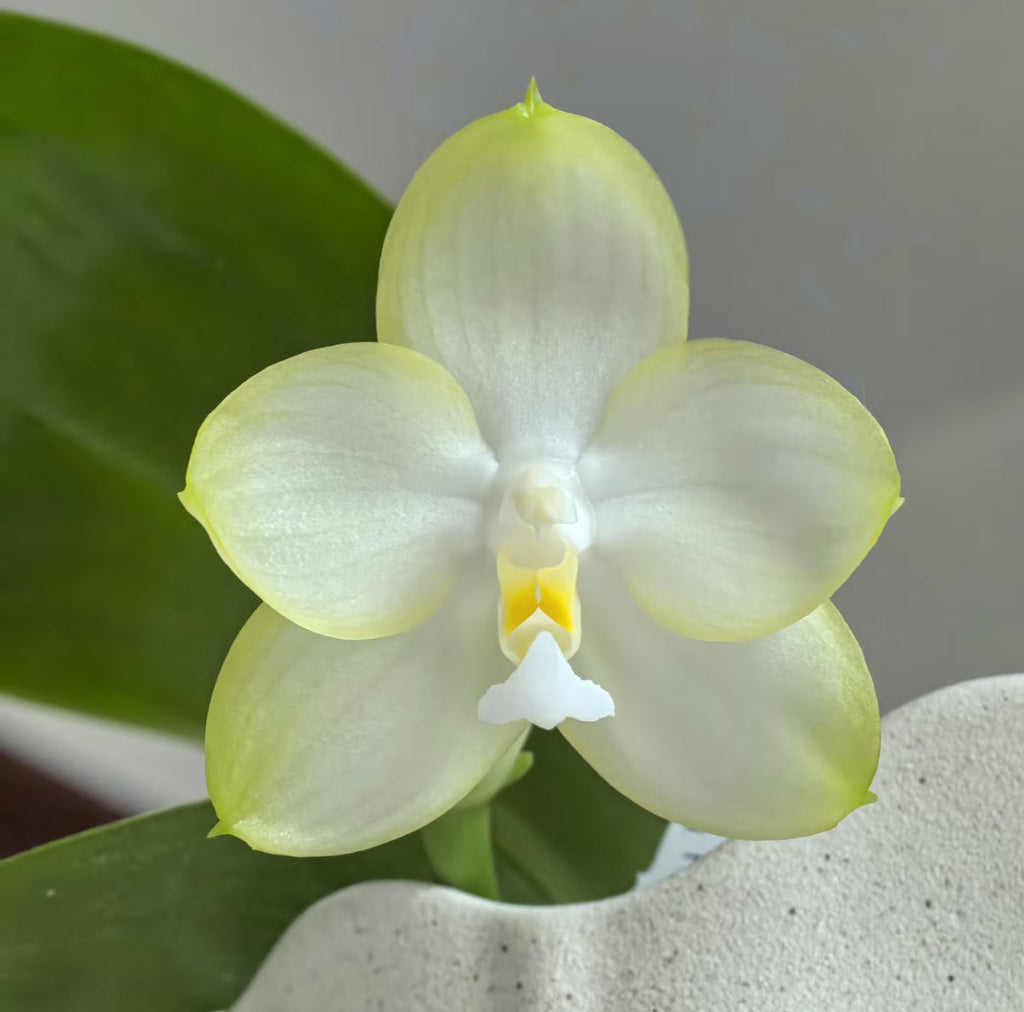Phalaenopsis Patti Lee 'So Fragrant, No Friend'