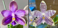 Phalaenopsis (Ludde - Violacea AM/AOS x Yongli Lu Star)