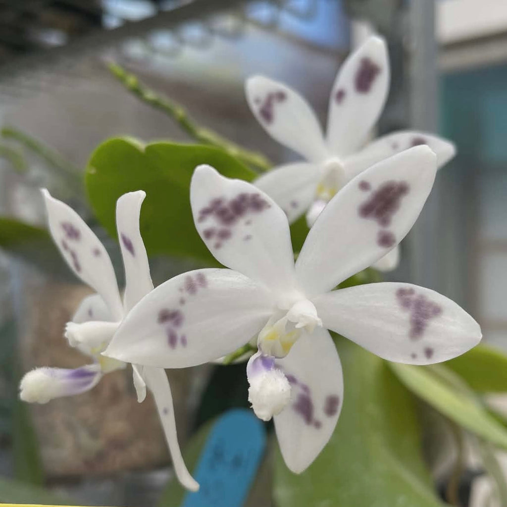 Phalaenopsis speciosa “YL136”