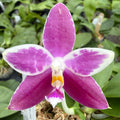 Phalaenopsis (Yin’s Spotted Emerald x Lioulin Blue Parrot)