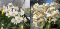 Phalaenopsis (amabilis Jaya Irean X stuartiana nobilis)