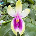 Phalaenopsis bellina Fire Type Select