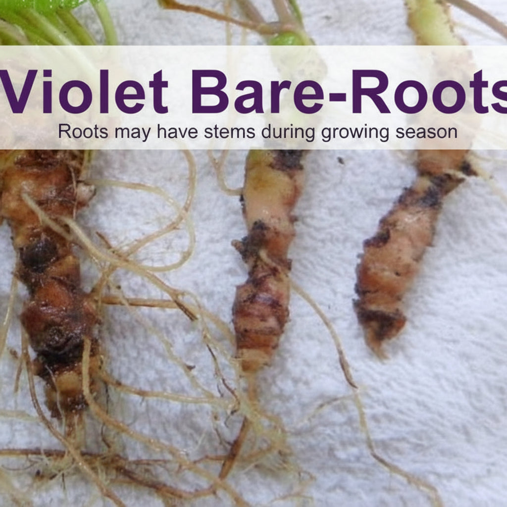 Purple Violet Live Plant – Viola sororia – Maryland Native Shade Groundcover, Zones 3–8