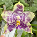 Phalaenopsis (Freya’s Blue Origin x LL Blue Spots)