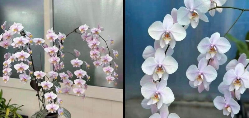 Phalaenopsis (Philishill x Rothschildiana)