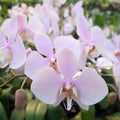 Phalaenopsis amabilis Surabaya x sib