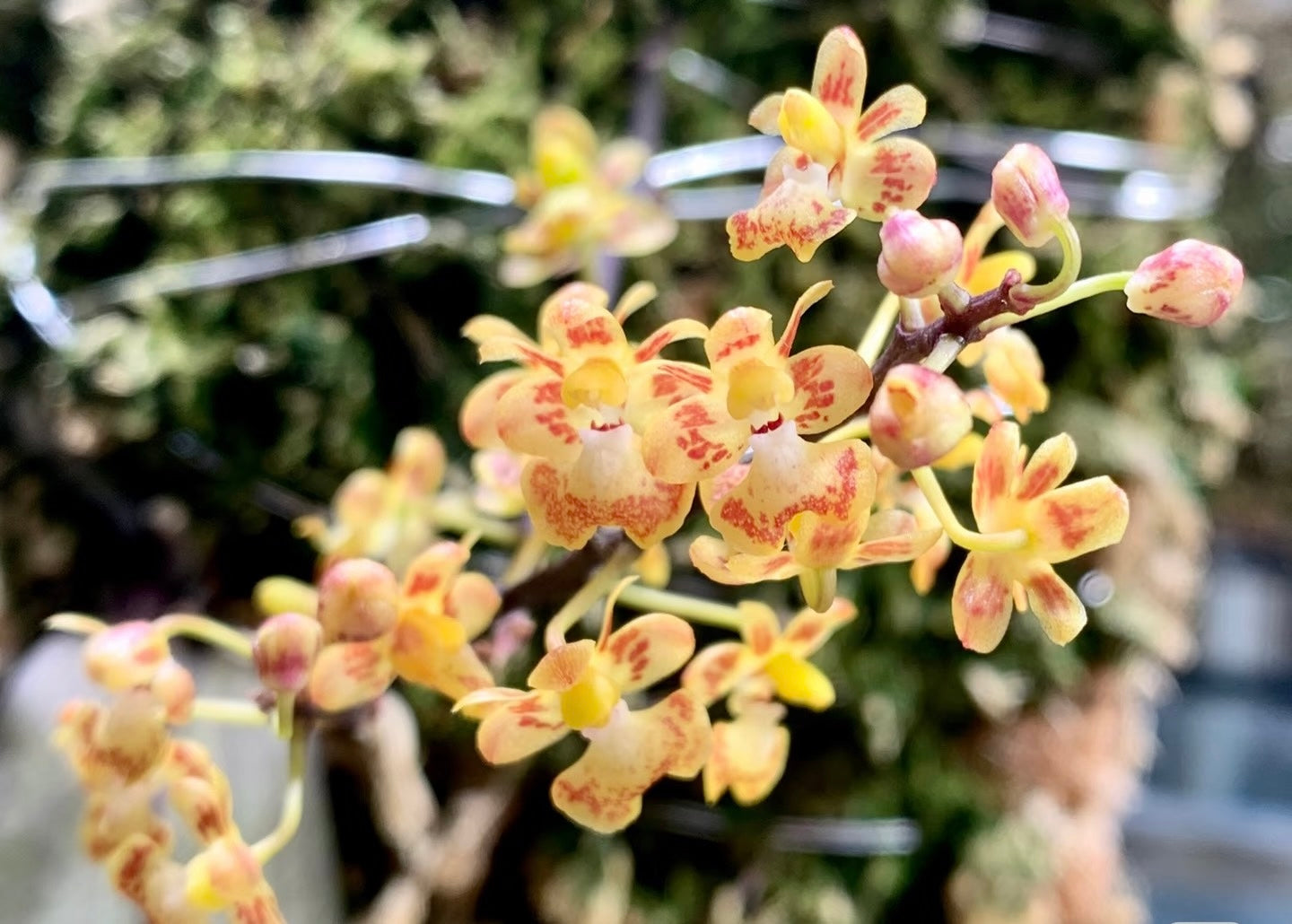 Phalaenopsis chibae x sib