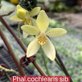 Phalaenopsis cochlearis x sib
