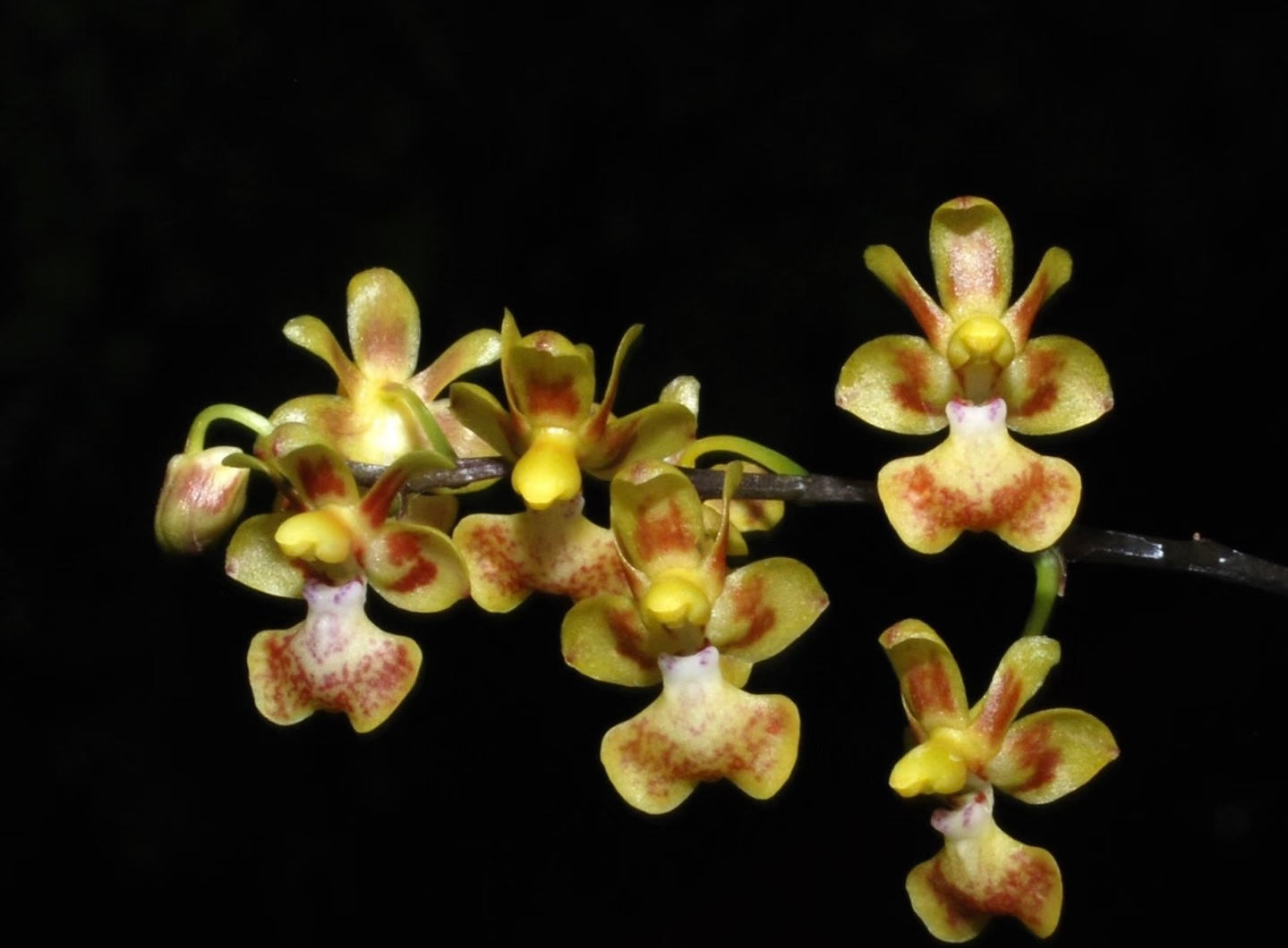 Phalaenopsis chibae x sib