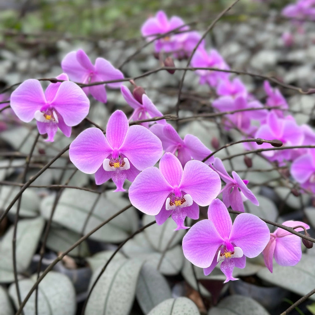 Phalaenopsis schilleriana 'Silver Moonlight'
