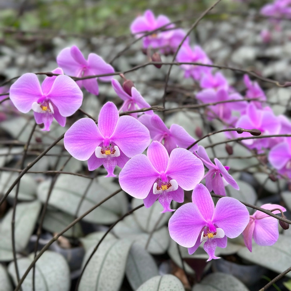 Phalaenopsis schilleriana 'Silver Moonlight'