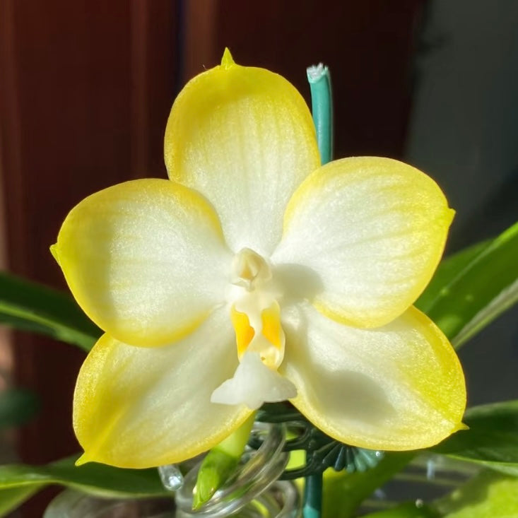 Phalaenopsis Patti Lee 'So Fragrant, No Friend'